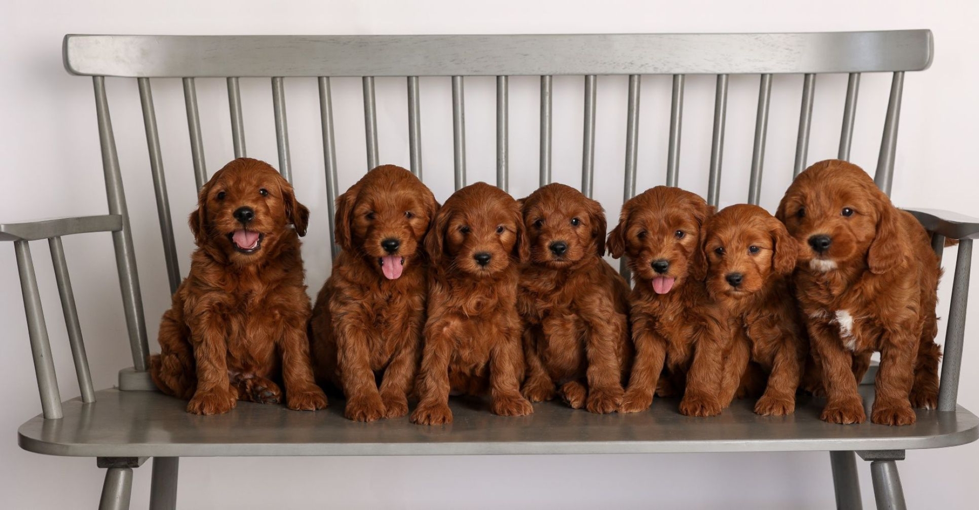 Future Litters